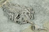 Fossil Crinoid (Parisocrinus) - Indiana #327293-1